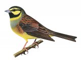 Illustration of Cirl bunting (Emberiza cirlus) (#3713)