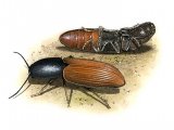 Illustration of Click Beetle (Ampedus sp.) (#1558)