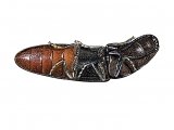 Illustration of Click Beetle (Ampedus sp.) (#2031)