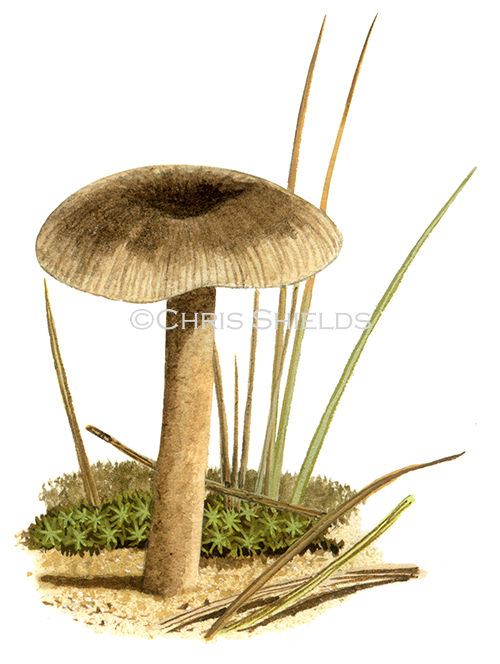 Illustration of Clitocybe barbularum (#4018)
