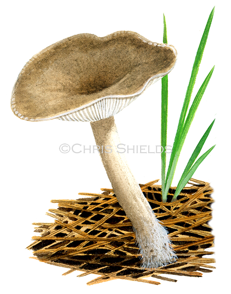 Illustration of Clitocybe ditopa (Mealy Frosted Funnel) (#4013)