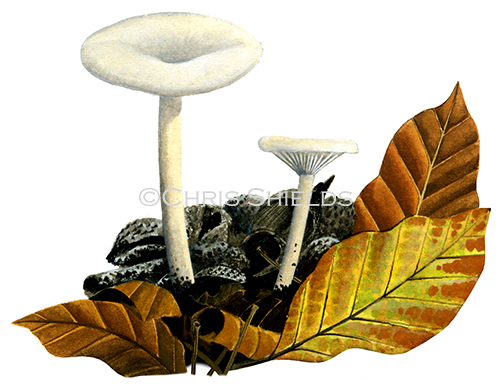 Illustration of Clitocybe haughtonii (#4009)