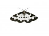 Illustration of Clouded Border (Lomaspills marginata) (#2483)