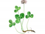 Illustration of Clover (Trifolium repens) (#3683)