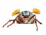 Illustration of Cockchafer (Melolontha melolontha) (#0934)