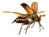 Illustration of Cockchafer (Melolontha melolontha) (#0932)