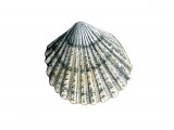 Illustration of Cockle (Prickly) Acantocardia echinata (#0784)