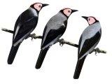 Illustration of Coleto or Bald Starling (Sarcops calvus clavus) (S. c. melanonotus) (S.c. lowii) (#1672)