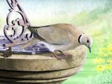 Illustration of Collared dove (Streptopelia decaocto) (#0764)
