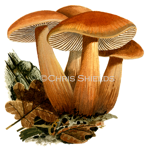 Illustration of Collybia (Gymnopus) fusipes (Spindle Toughshank) (#4052)