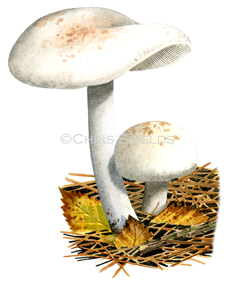 Illustration of Collybia (Rhodocollybia) maculata (Spotted Toughshank) (#4050)