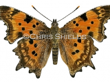Illustration of Comma (Polygonia c-album) (#1365)