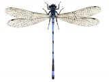 Illustration of Damselfly (Common Blue) male (Enallagma cyathigerum) (#1299)