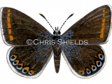 Illustration of Common Blue female (Polyommatus icarus) (#1378)