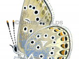 Illustration of Common Blue male (Polyommatus icarus) (#1377)