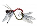 Illustration of Dragonfly (Common Darter) Sympetrum striolatum (#1274)
