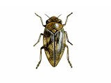 Illustration of Common Froghopper (Philaenus spumarius) (#2975)