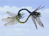Illustration of Dragonfly (Common Hawker) Aeshna juncea (#2517)