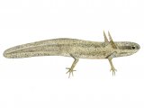 Illustration of Common Newt elf (Lissotriton vulgaris) (#3095)