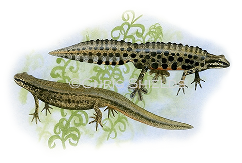 Illustration of Common Newt male and female (Lissotriton vulgaris) (#2853)