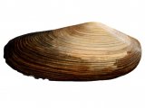 Illustration of Common Otter Shell (Lutraria lutraria) (#0802)