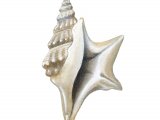 Illustration of Common Pelican's foot (Aporrhais pespelecan) (#1851)
