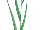 Illustration of Common Reed (Phragmites australis) (#2076)