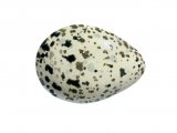Illustration of Common Sandpiper egg (Actitis hypoleucos) (#0727)