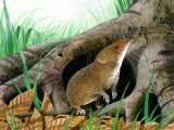 Illustration of Shrew (Common) Sorex araneus (#1418)