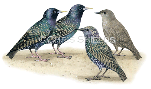Illustration of Common Starlings adults & juveniles (Sturnus vulgaris) (#1673)