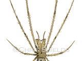 Illustration of Common Stretch Spider (Tetragnatha extensa) (#4698)