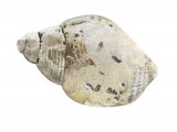 Illustration of Common Whelk (Buccinum undatum) (#2891)