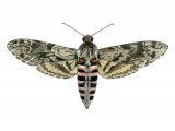 Illustration of Convolvulus Hawkmoth (Agrius convolvuli) (#1545)