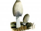 Illustration of Coprinopsis acuminata (Humpback Ink Cap) (#3817)