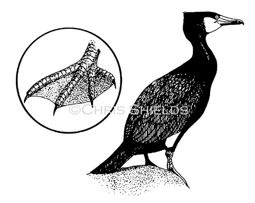 Illustration of Cormorant (Phalacrocorax carbo) (#1806)