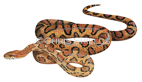 Illustration of Corn Snake (Pantherophis guttatus) (#4514)