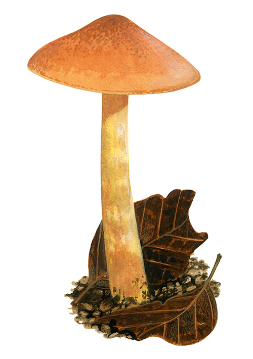 Illustration of Cortinarius cinnamomeus (Cinnamon Webcap) (#4464)