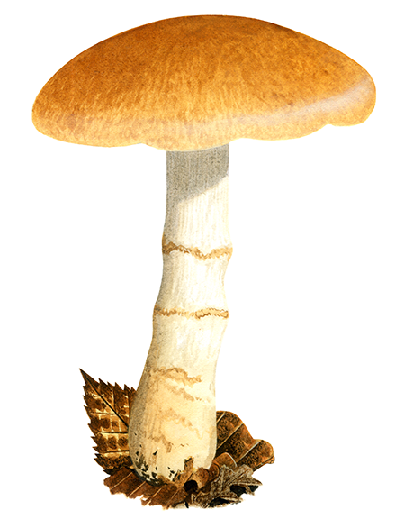 Illustration of Cortinarius triumphans (Birch Webcap) (#4467)