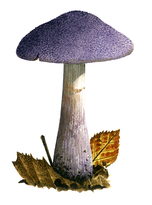 Illustration of Cortinarius violaceus (Violet Webcap) (#4462)