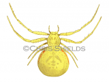 Illustration of Crab Spider female (Misumena vatia) (#3309)