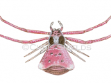 Illustration of Crab Spider female (Thomisus onustus) (#3311)