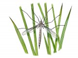 Illustration of Crane Fly (Tipula oleracea) (#1140)