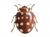 Illustration of Cream-spot Ladybird (Calvia 14-guttata) (#0490)