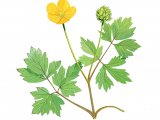 Illustration of Creeping buttercup (Ranunculus repens) (#2271)