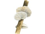 Illustration of Crepidotus epibryus (#3618)