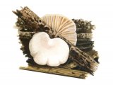 Illustration of Crepidotus versutus (#3615)