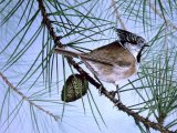 Illustration of Crested Tit, (Lophophanes cristatus) (#1336)
