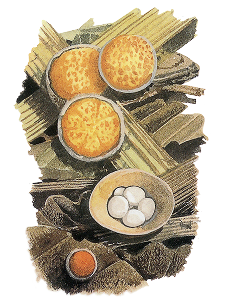 Illustration of Crucibularia laeve (Bird's Nest Fung (#4469)