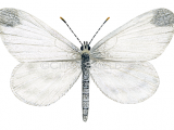 Illustration of Cryptic Wood White male (Leptidea juvernica) (#2621)