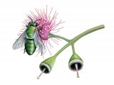 Illustration of Ctenocolletes aragdinus (Australian bee) (#3809)